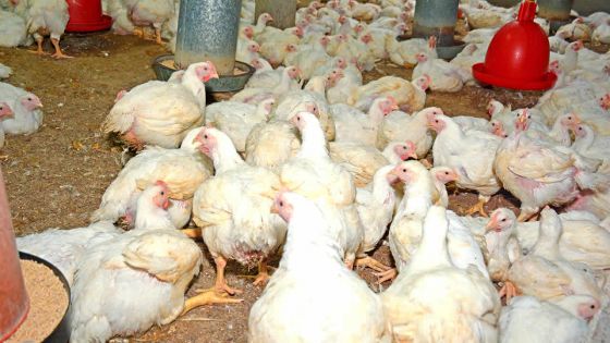 Élevage de poulets : une centaine de poulaillers contaminés par la salmonelle