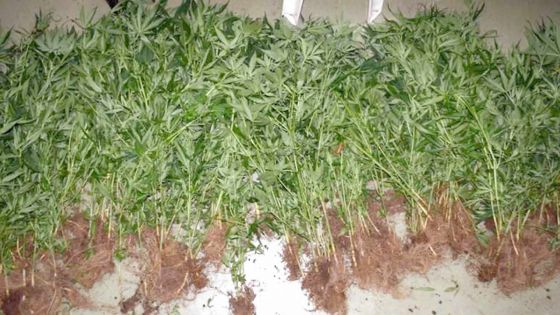 Rs 3,3 M de plants de cannabis déracinés en une journée