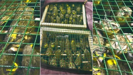 Trafic d’oiseaux : 250 serins saisis dans le sac à main d’un Mauricien