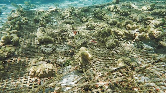 Catastrophe écologique à Mahébourg : 75 % des fragments de coraux sur deux sites de restauration détruits