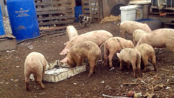 Des centaines de porcs morts : des éleveurs de porcs décrient la lenteur des secours