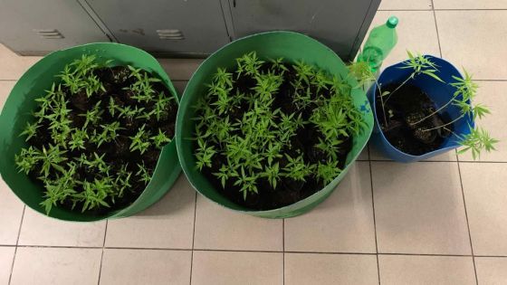 À Sébastopol : surpris par les policiers en train d’arroser ses plants de cannabis, il tente de fuir