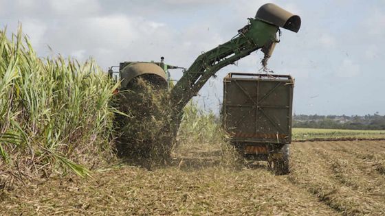 Agro-industrie : les planteurs toucheront Rs 15 550 par tonne de sucre