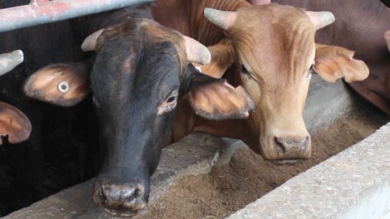 Importation du bétail de Rodrigues : la décision provoque des mécontentements