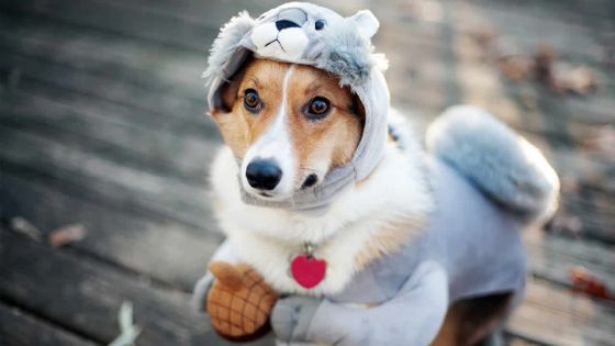 Comment savoir si le chien a froid?