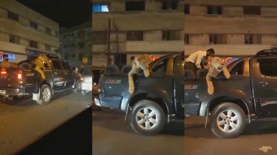 Virée en voiture avec sa lionne : un habitant de Karachi arrêté