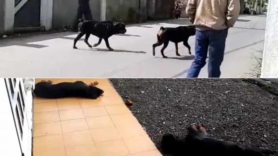 À Holyrood, Vacoas : deux rottweilers terrorisent les habitants