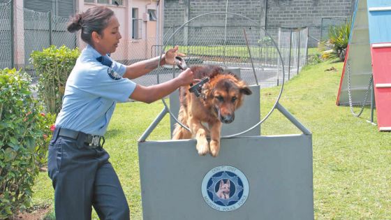 Police Dog Unit : ces 46 chiens qui travaillent pour la police