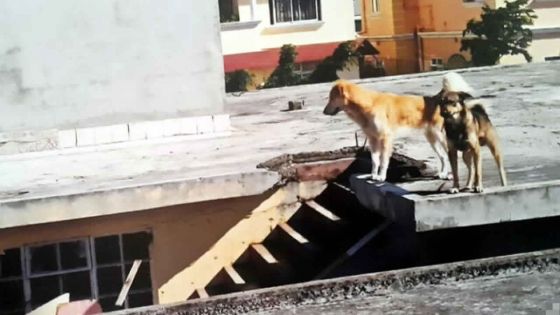 À Candos : sa voisine élève des animaux sur le toit de sa maison