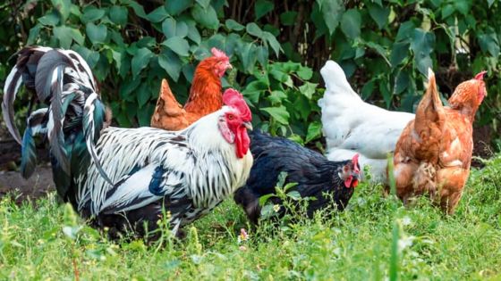 Voisinage : les poules de sa voisine sont une nuisance