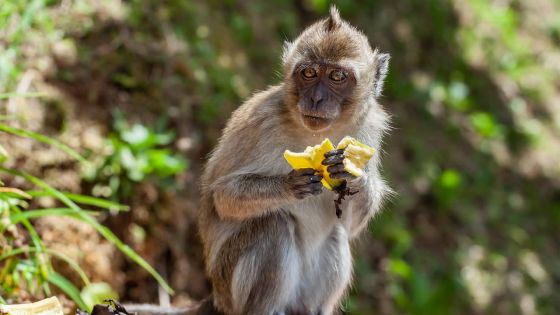 Dans le cadre des recherches médicales en laboratoire : l’industrie de l’exportation des singes en pleine forme