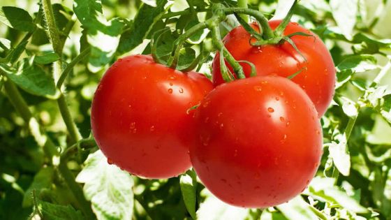 Dans une semaine : le prix du demi-kilo de pomme d’amour passera à Rs 45