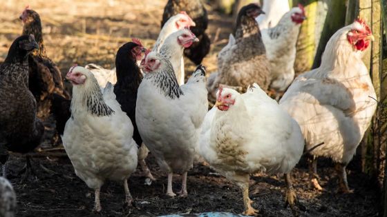 Grippe aviaire : niveau d'alerte maximum en Corée du Sud