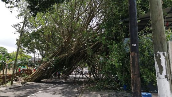 A Belle-Vue Maurel : chute d’un arbre, la circulation perturbée 