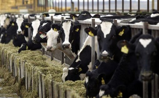 Production locale de lait : deux entreprises jettent l’éponge