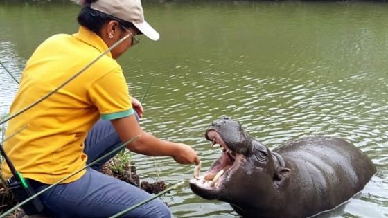 Un hippo nain à Casela…