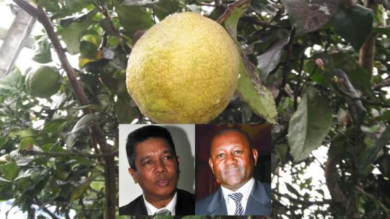 Importation des limons de Rodrigues : pressions pour la levée de l’embargo