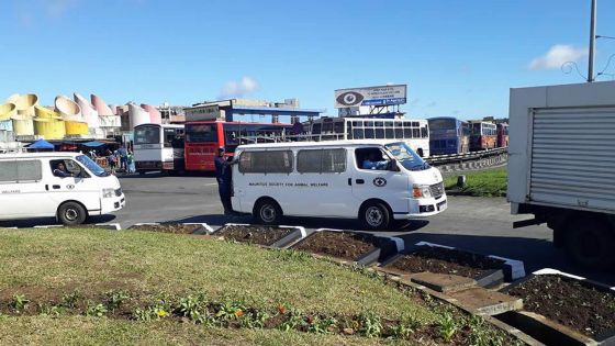 À Curepipe : campagne de dératisation et anti-chiens errants lancée