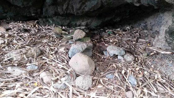 Trésor découvert à Rodrigues : un des découvreurs assure que ce n’est pas le trésor de La Buse