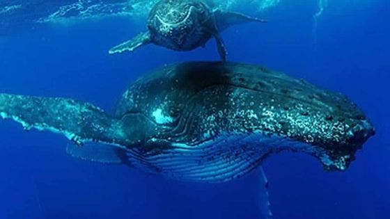 Nage aux côtés des baleines - Hugues Vitry : «Stop au harcèlement de nos cachalots»