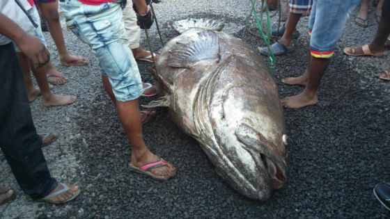 Grand-Sable : un poisson géant échoue sur la plage