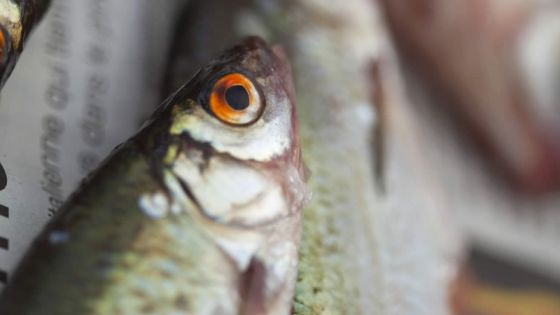 Poissons : les prix à la baisse