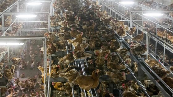 France: risque «élevé» de grippe aviaire dans une partie de la France