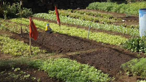 Pénurie de semences, sécheresse et insuffisance de main-d’œuvre : la menace d’une pénurie de légumes à partir de janvier 2022 plane