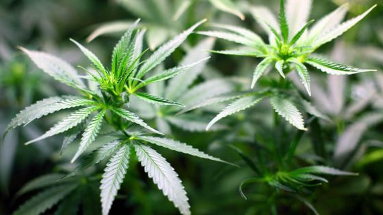 Bel Étang, Camp-de-Masque : 466 plants de cannabis déracinés dans un champ de canne