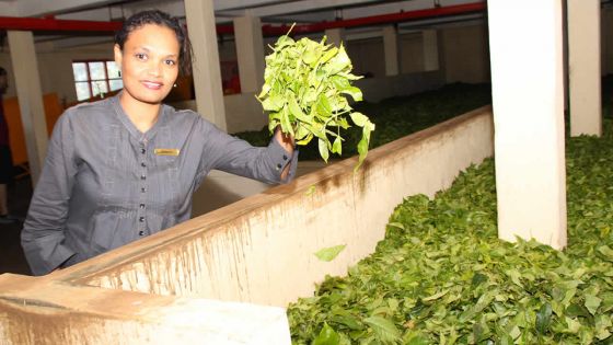 En raison d’une mauvaise récolte : le thé local se fait rare dans les supermarchés