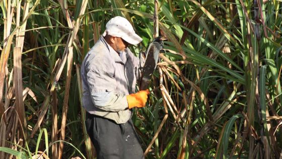 Canne à sucre : l’Agro-industrie s’intéresse à 10000 hectares de terres abandonnées