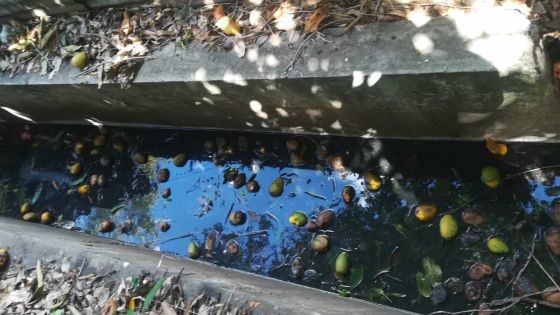 Sainte-Croix : de l’eau stagnante incommode des habitants