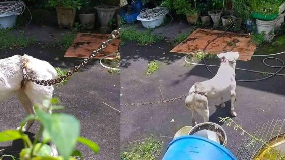 La photo d'un chien attaché au niveau de son bassin suscite de vives réactions sur les réseaux sociaux