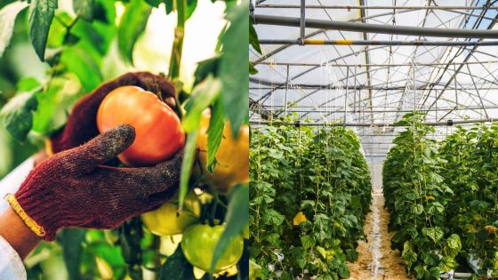 Jean Raymond Hardy, CEO d’ENL Agri : «La crise sanitaire affectera la production des légumes»