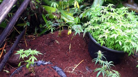 À Rivière-Noire : des plants de cannabis évalués à Rs 7 millions déracinés