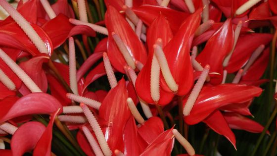 Horticulture - Exportation d’anthuriums : un marché en déclin