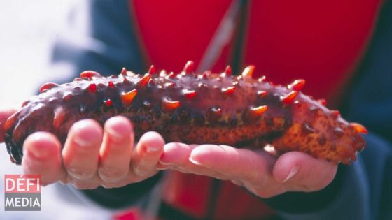 Concombre de mer : le gouvernement se lance dans l’élevage