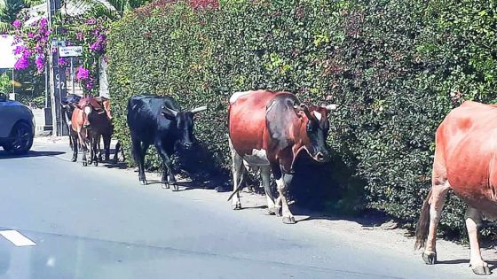 Vu à Grand-Baie : des bœufs respectueux du Code de la route ?