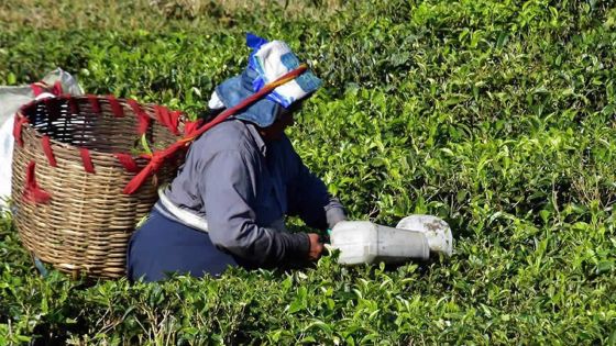 Secteur en essor : 737 tonnes de thé produites en six mois