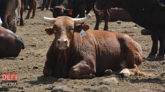 Importation de bétail : une nouvelle compagnie entre en opération, plus de 300 bœufs ont débarqué à Maurice 