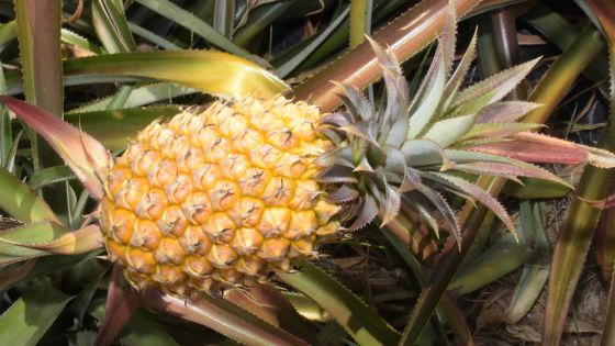 Pour le vol de Rs 7 000 d’ananas : un plombier qui tentait de fuir arrêté 