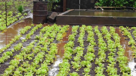 Passage du cyclone Freddy : les planteurs de légumes craignent le pire 