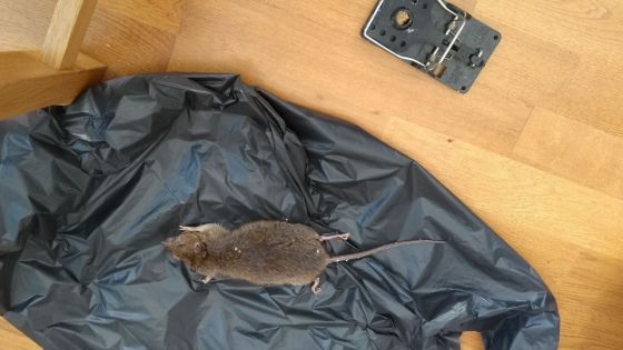 Dans Londres confinée, les rats dansent