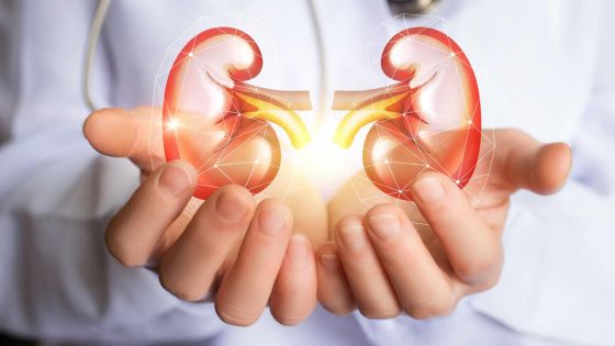 Kidney Health : keeping this precious organ in good shape