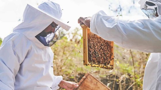 Voyage doré au pays des abeilles