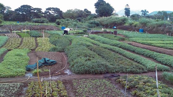 Subventions agricoles: les petits planteurs produisent 23% des denrées consommées à Maurice