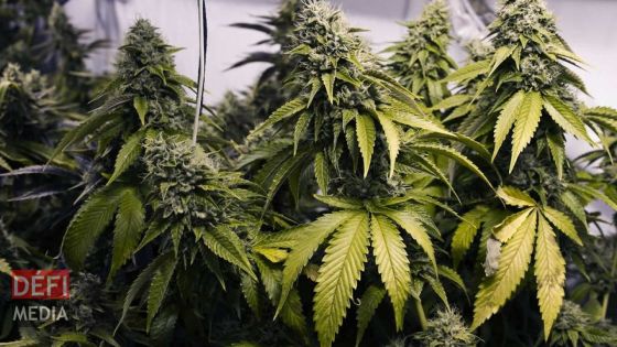 Curepipe : un homme de 32 ans arrêté avec deux kilos de cannabis 