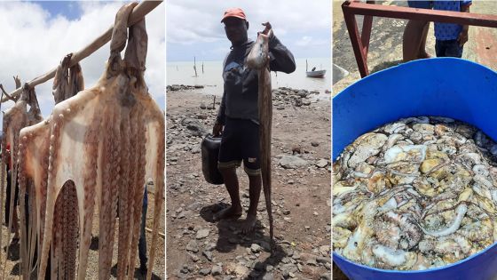 Rodrigues : réouverture de la pêche à l’ourite