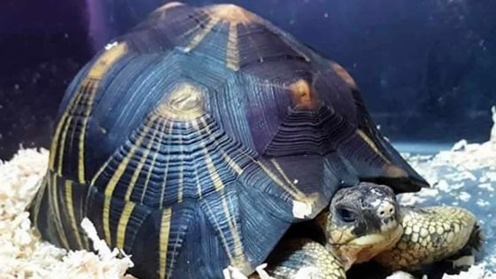 Cela se fait en ligne : protégée à Madagascar, la tortue radiata en vente libre à Maurice 