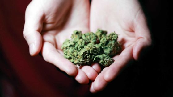 Baie-du-Cap : saisie de 2,6 kilos de cannabis chez une dame de 55 ans